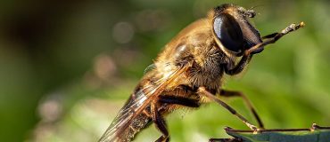 Reproduire le système auditif des insectes pour la robotique