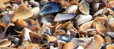 Ostrea inaugure sa première usine de matériaux bas carbone à base de coquillages recyclés