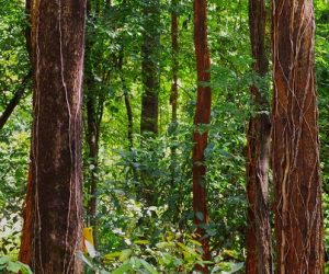 Quand les forêts tropicales d’Australie cessent d’absorber le CO₂