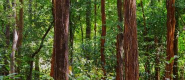 Quand les forêts tropicales d’Australie cessent d’absorber le CO₂