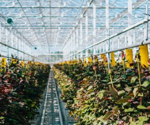 « Chaque filière industrielle doit trouver sa propre équation »