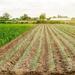Ces innovations qui transforment en profondeur le monde agricole et agroalimentaire