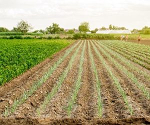 Ces innovations qui transforment en profondeur le monde agricole et agroalimentaire