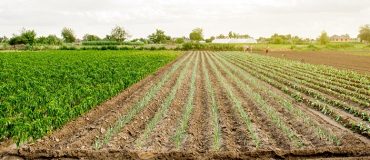 Ces innovations qui transforment en profondeur le monde agricole et agroalimentaire