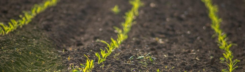 Vers des sols en bonne santé d'ici 2050 : l'ambition de la nouvelle loi européenne