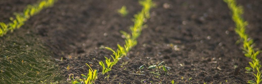 Vers des sols en bonne santé d'ici 2050 : l'ambition de la nouvelle loi européenne