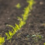 Vers des sols en bonne santé d'ici 2050 : l'ambition de la nouvelle loi européenne