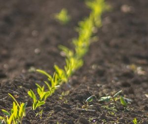 Vers des sols en bonne santé d'ici 2050 : l'ambition de la nouvelle loi européenne