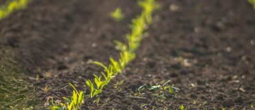 Vers des sols en bonne santé d'ici 2050 : l'ambition de la nouvelle loi européenne