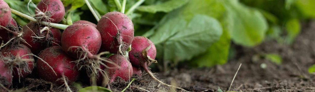 Filière bio : une croissance encourageante, mais qui reste encore fragile