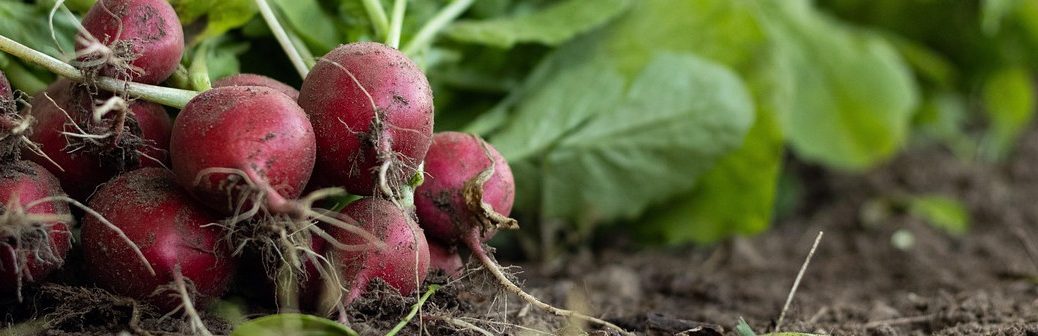 Filière bio : une croissance encourageante, mais qui reste encore fragile