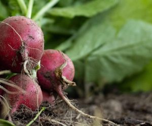 Filière bio : une croissance encourageante, mais qui reste encore fragile