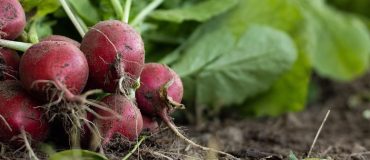 Filière bio : une croissance encourageante, mais qui reste encore fragile