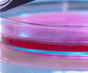 Un polymère 3D imprimable et extensible : vers la médecine régénérative… et de meilleures batteries