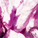 Marta Sablik : de multiples espoirs face aux rejets de greffe