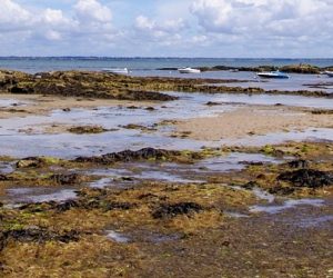 Quand les algues redessinent les matériaux du bâtiment