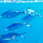 Voici les plus petits robots autonomes et programmables au monde