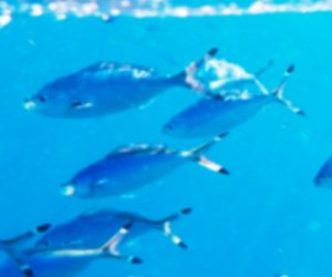 Voici les plus petits robots autonomes et programmables au monde