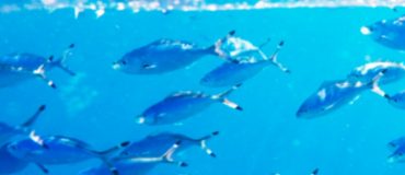 Voici les plus petits robots autonomes et programmables au monde