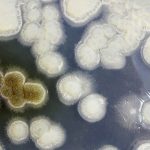 Des champignons pour recycler le polystyrène ?