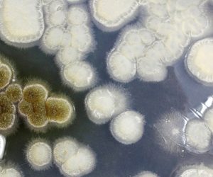 Des champignons pour recycler le polystyrène ?