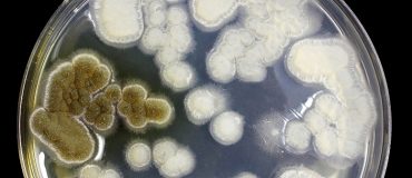 Des champignons pour recycler le polystyrène ?