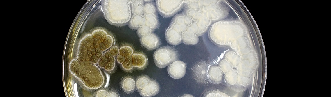 Des champignons pour recycler le polystyrène ?