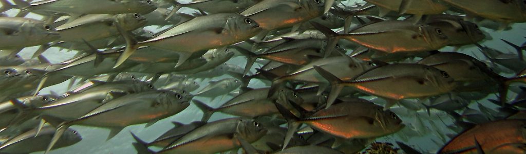 Des bancs de poissons pour produire de l’électricité ?