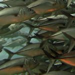 Des bancs de poissons pour produire de l’électricité ?