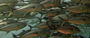 Des bancs de poissons pour produire de l’électricité ?