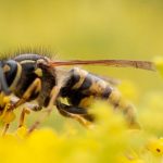 Les odeurs : une arme pour lutter contre les insectes ravageurs des cultures
