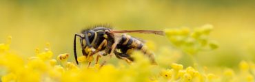 Les odeurs : une arme pour lutter contre les insectes ravageurs des cultures