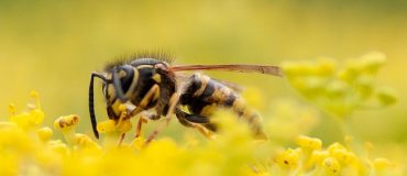 Les odeurs : une arme pour lutter contre les insectes ravageurs des cultures