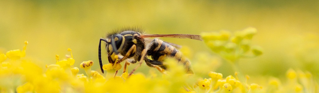 Les odeurs : une nouvelle arme pour lutter contre les insectes ravageurs des cultures