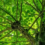 Quelles technologies pour la récupération du CO2 atmosphérique ?