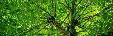 Quelles technologies pour la récupération du CO2 atmosphérique