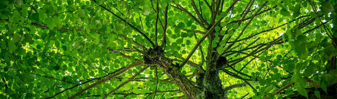 Quelles technologies pour la récupération du CO2 atmosphérique