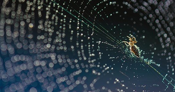 La soie d'araignée, au cœur des matériaux de demain