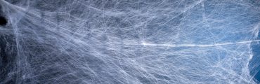 Soie d’araignée : quelles applications pour la fibre du futur
