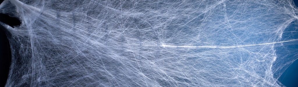 Soie d’araignée : quelles applications pour la fibre du futur