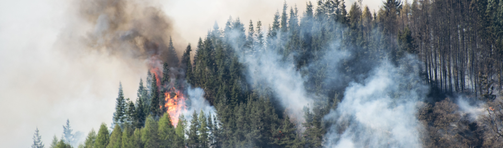 Détecter, anticiper, intervenir : les nouvelles technologies contre les feux de forêt