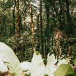 La déforestation tropicale menace la capacité d'innovation de l'industrie pharmaceutique