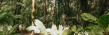 La déforestation tropicale menace la capacité d'innovation de l'industrie pharmaceutique