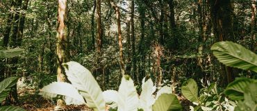 La déforestation tropicale menace la capacité d'innovation de l'industrie pharmaceutique