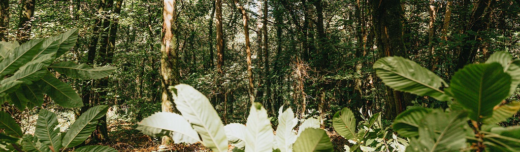 La déforestation tropicale menace la capacité d'innovation de l'industrie pharmaceutique