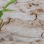 Agriculture : un plan d'urgence de plus d'un milliard d'euros face au choc de la sécheresse