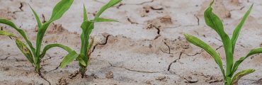 Agriculture : un plan d'urgence de plus d'un milliard d'euros face au choc de la sécheresse