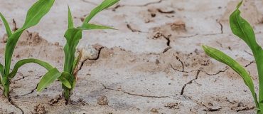 Agriculture : un plan d'urgence de plus d'un milliard d'euros face au choc de la sécheresse