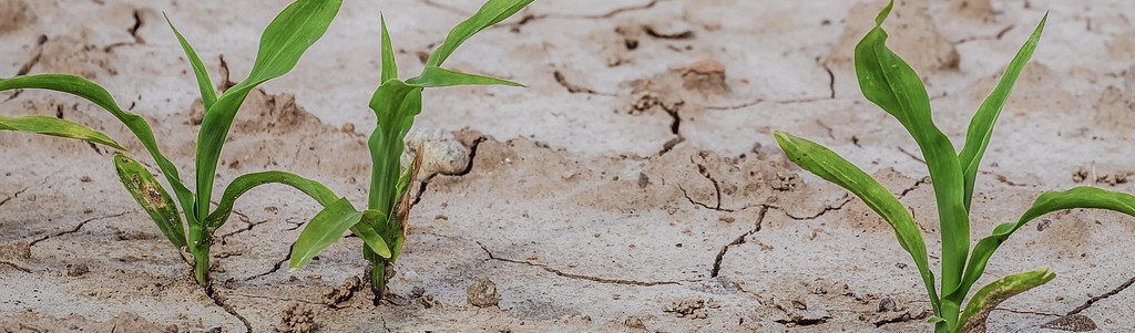 Agriculture : un plan d'urgence de plus d'un milliard d'euros face au choc de la sécheresse