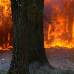 Des retardateurs de flamme plus écologiques pour combattre les feux de forêt